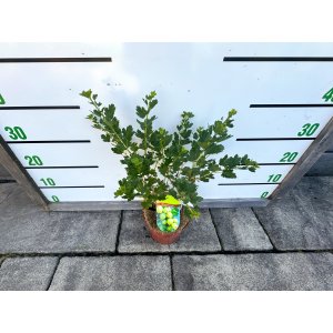 Egreš obyčajný (Grossularia uva-crispa) ´INVICTA´ - výška 20-25 cm, stredne skorý, zelený, kont. C2L - KRÍKOVÝ